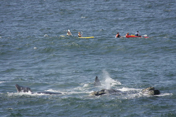 big5_whales