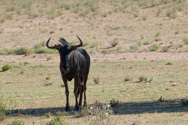 big5_wildebeest