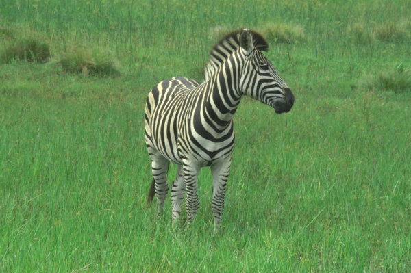 big5_zebra